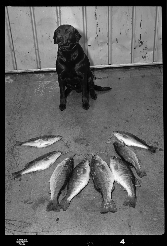 Photo of a dog sitting with 8 fish on a line on the ground in front of him.