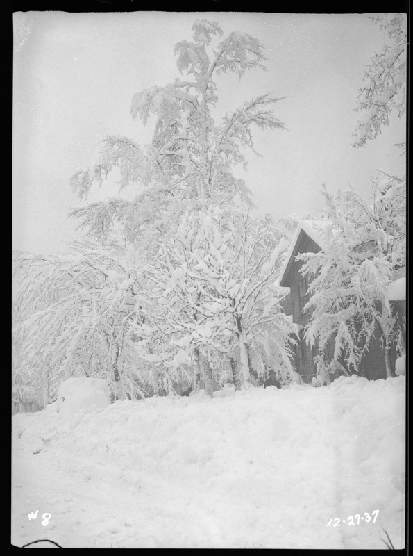Photo of several tall trees that surround a house in Wallace, Idaho during an active snowstorm. The tree limbs, the roof of the house, and the ground are all covered in a heavy layer of snow, and a man can be seen standing near the house. The snow comes up to his chest.