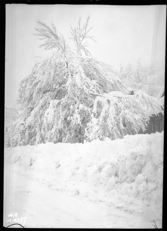 Photo of a large tree in Wallace, Idaho during an active snowstorm that is covered by several inches of snow.