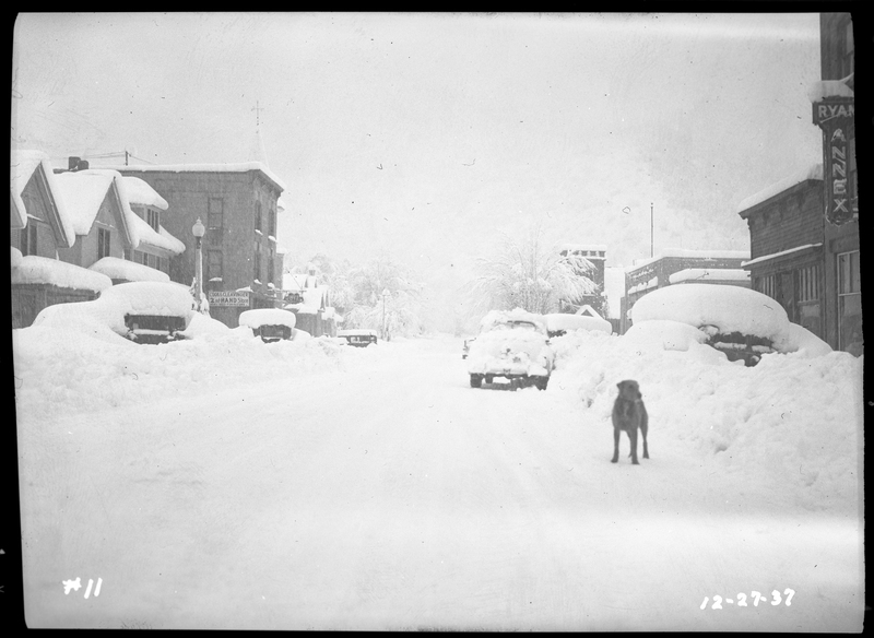 Street scene during a snowstorm that features several snow covered cars and buildings. The street had been previously plowed, and there is a dog standing in the road. Most of the cars are not only covered in several inches of snow, but are also blocked in due to snow piles from plowing, and it is actively snowing.