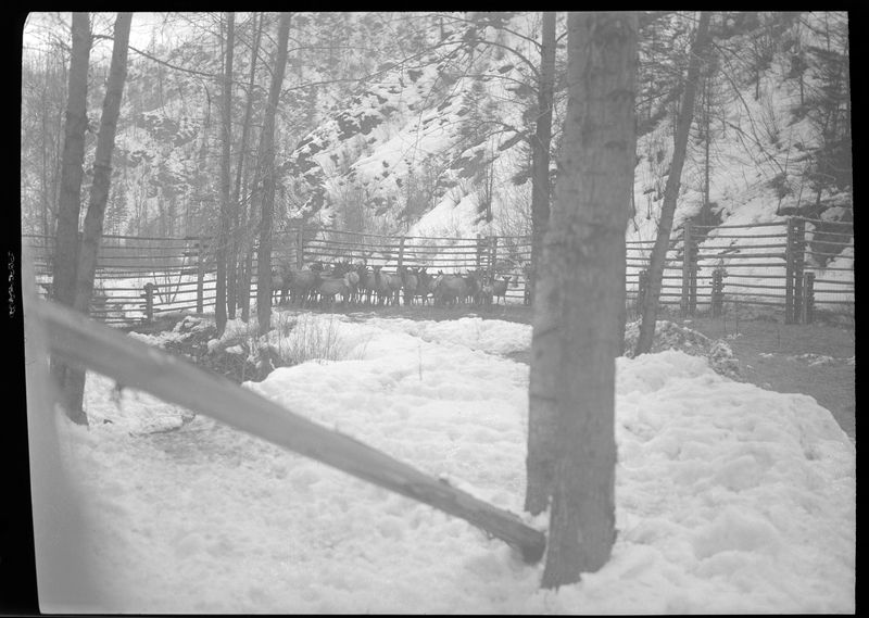 Photo of a herd of elk in a corral at Montgomery Gulch. They are huddled together near the fence across from the photographer. There are trees inside the pen and snow on the ground.