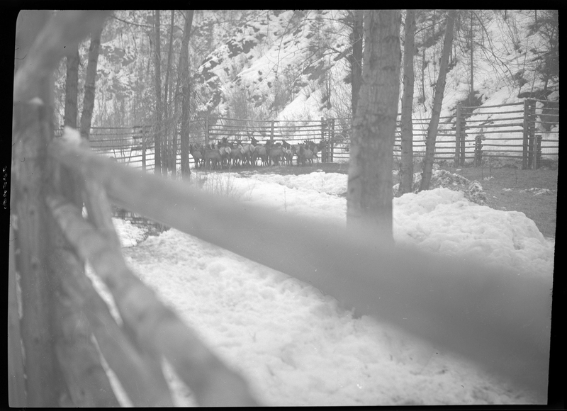 Photo of a herd of elk in a corral at Montgomery Gulch. They are huddled together near the fence across from the photographer, who took the photo from outside the enclosure. There are trees inside the pen and snow on the ground.