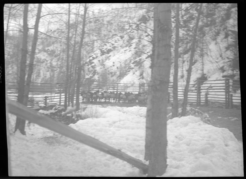 Photo of a herd of elk in a corral at Montgomery Gulch. They are huddled together near the fence across from the photographer. There are trees inside the pen and snow on the ground.