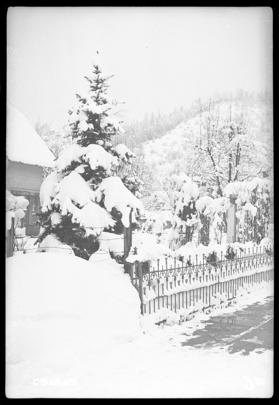 Photo of a tree, fence, and a sidewalk which is partially shoveled. The tree and fence are covered in snow, as are more trees that are visible in the background.