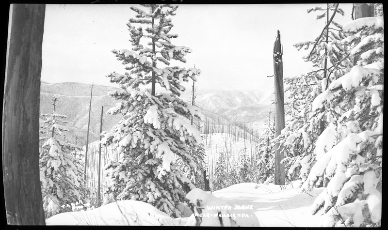 Photo of a snowy wilderness scene near Wallace, Idaho. The ground and trees are covered in snow.