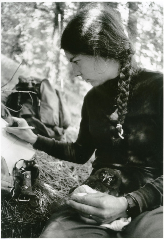 Pat Hayward records measurements of 26 day old boreal owl, at nest site in Chamberlain Basin to determine patterns of growth and development. Young owl and its sibling was removed from nest cavity for only a couple minutes every 5 days make measurements. 