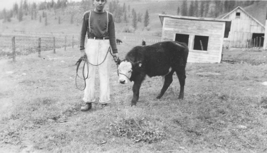 Photo caption: '4H Club member, Wallace Wheeler and his calf.' This image is part of a report regarding farm organizations among tribes in Northern Idaho and the CCC-Indian Division.