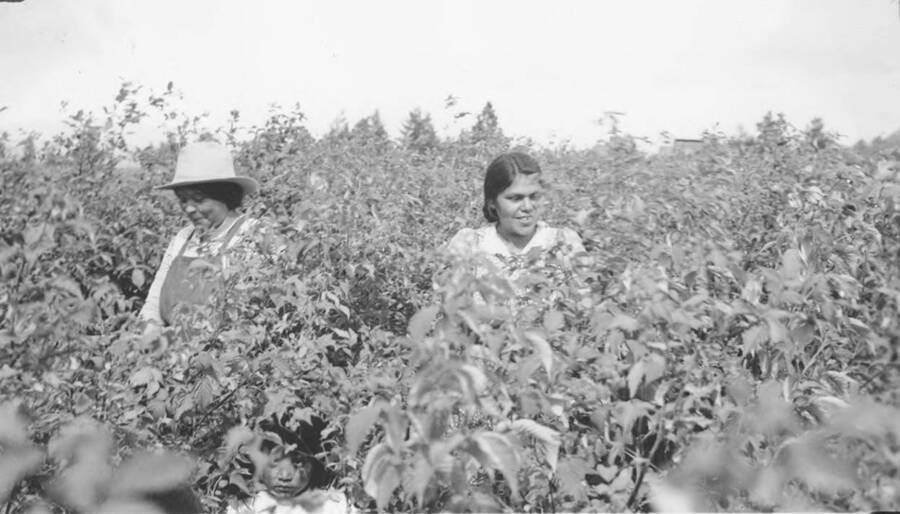 Photo caption: 'Mrs. Sam Pablo and Mrs. Grover Menthron are found in the middle of the raspberry patch. (Can you find three faces??)' This image is part of a report regarding farm organizations among tribes in Northern Idaho and the CCC-Indian Division.