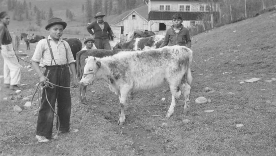 Photo caption: '4H Club member, Gaberial Moses and his calf.' This image is part of a report regarding farm organizations among tribes in Northern Idaho and the CCC-Indian Division.