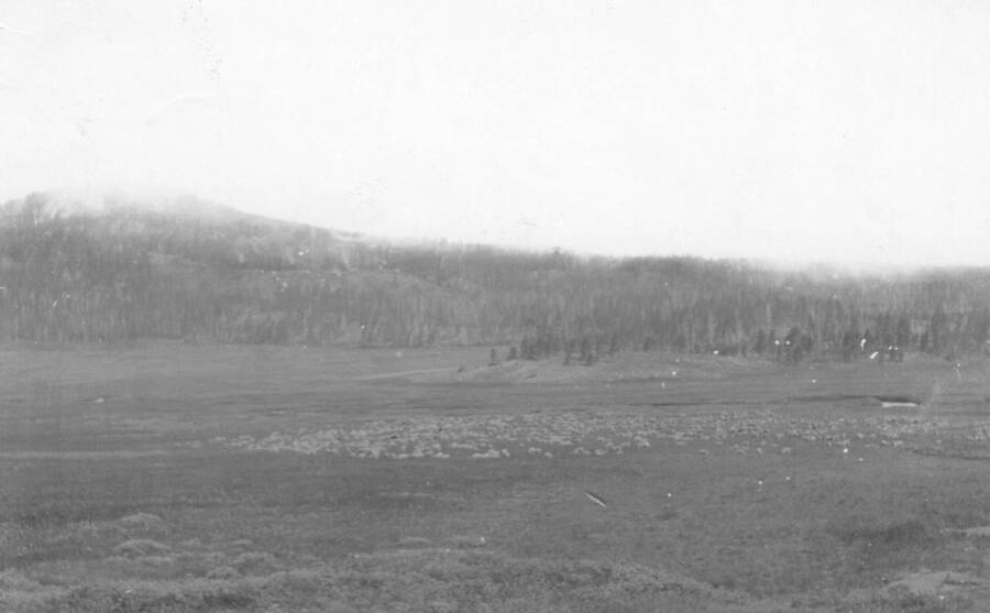 Photo text: 'Band of 1700 sheep on the way to water. Sheep have only been in the valley the past two years and the feed is very good, but number of sheep should be restricted.' This is image is part of a report on the proposed Sawtooth Forest Reserve by Hugh P. Baker, 1904.