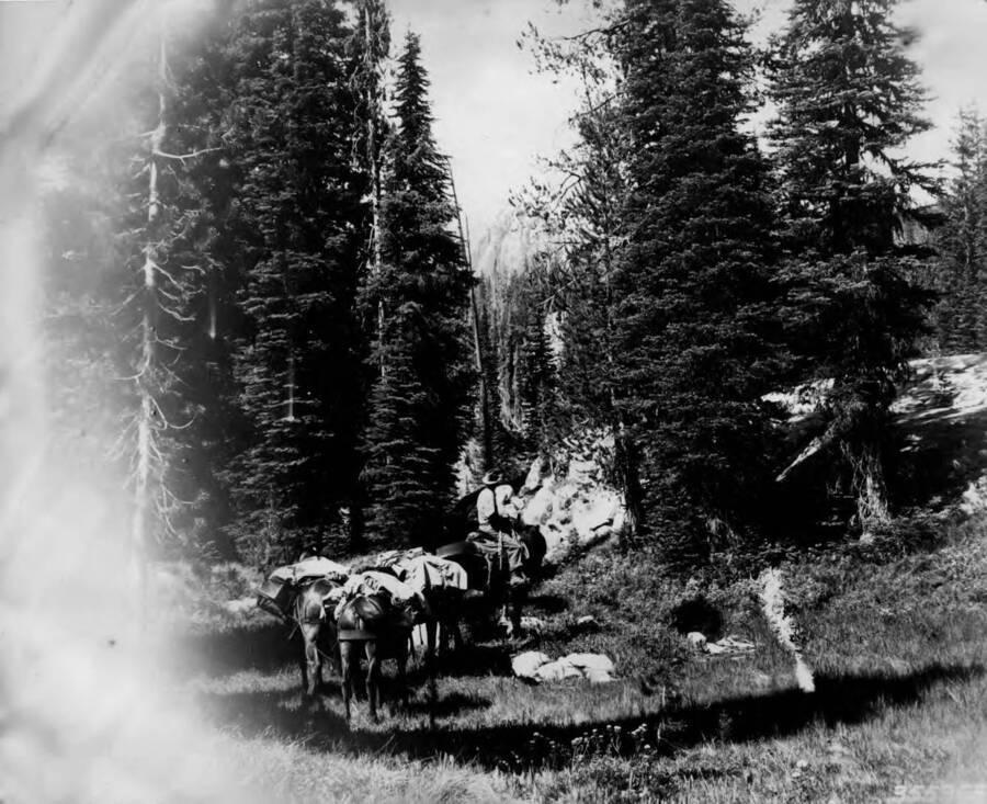 A string of pack animals travelling through Payette National Forest near the head of Dick Creek.