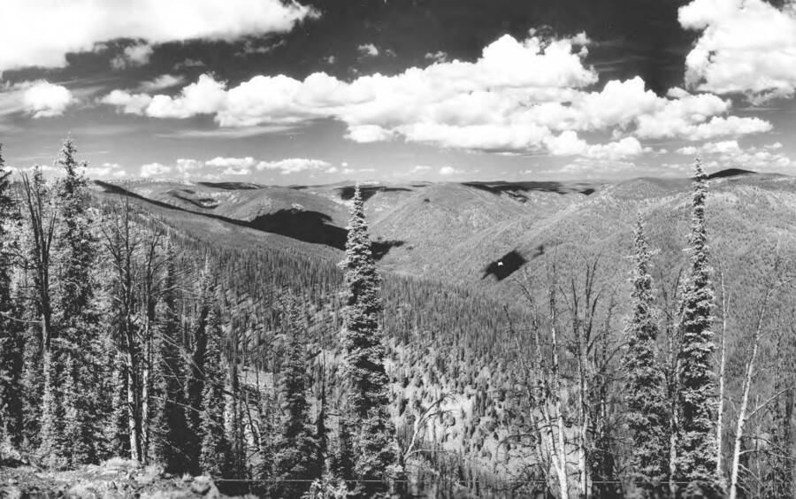 Photo text: 'Looking northerly up Beaver Creek.'