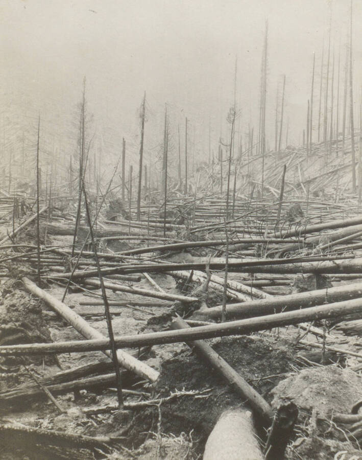 Photo text: 'In some places the trees were felled in rough whirls resembling the work of a tornado.' This image is part of a pictorial narrative by William W. Morris titled 'Experiences on a National Forest'.