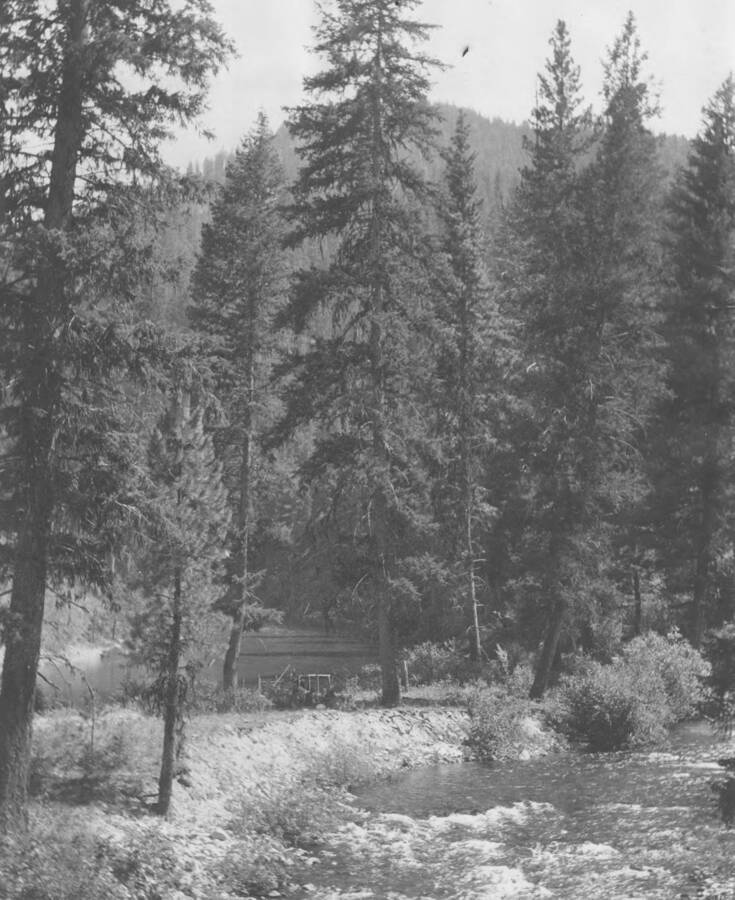 Photo text: 'Red fir and bull pine.' This is image is part of a report on the proposed Payette Forest Reserve by R.E. Benedict, 1904.
