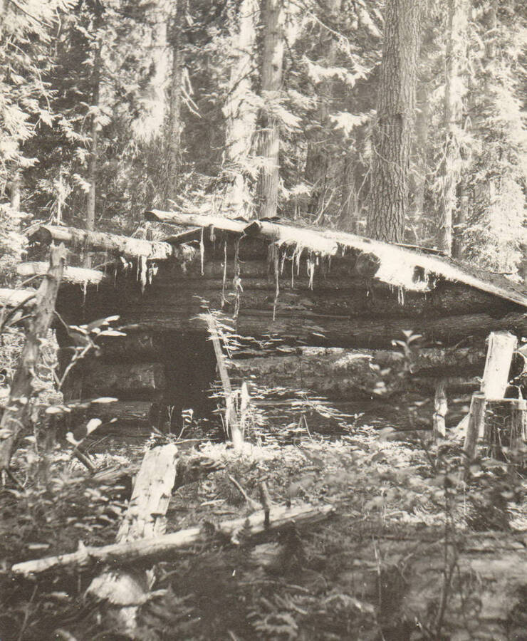 Photo text: 'First cabin on James R. McGuire homestead, August 11, 1914. Used as his 'jome' from date of location, fall 1901 to fall 1905, when new cabin was constructed. On October 16, 1905, this cabin, his 'home', had no floor, no door, poorly chinked and not mudded. No clearing around cabin, and no cultivation. McGuire is a saloon keeper at Clarkia, Idaho. The opening for a door is little over 4 feet high.' Note: Marble Creek region homesteads at this time were often part of a homesteads fraud being documented by the US Forest Service.