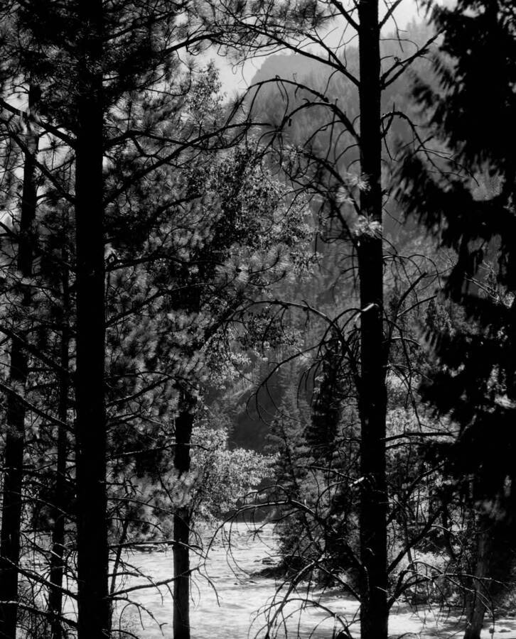 A view through trees of the middle fork of the Salmon River below Pistol Creek in the Salmon-Challis National Forest.