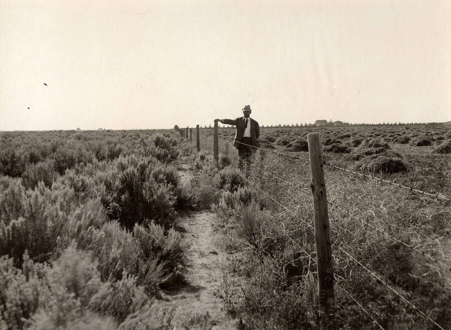 Photo text: 'Transfer from sagebrush desert to fields of alfalfa. View shows sagebrush on one side of fence and alfalfa on other.' Note: This image is part of records for Bureau of Reclamation projects.