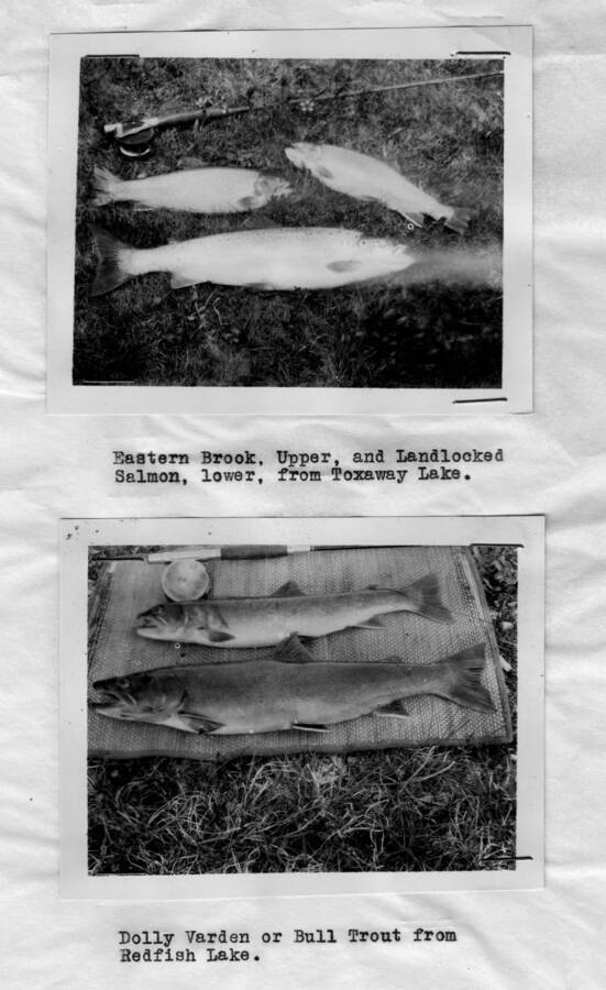 Photo text: 'Eastern Brook, Upper, and Landlocked salmon, lower, from Toxaway Lake.' 'Dolly Varden or Bull Trout from Red Fish Lake' This image is part of a report by the United States Department of Agriculture Biological Survey and the Wildlife Management Division.
