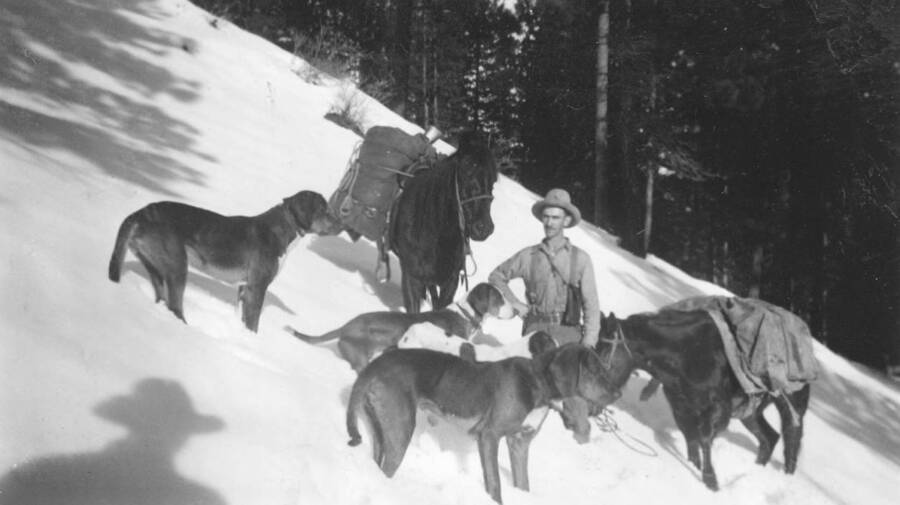 Photo text: 'Roy Tumelson with pack outfit and cougar dogs Salmon River, Winter 1935.' This image is part of a report by the United States Department of Agriculture Biological Survey on predation and pests.