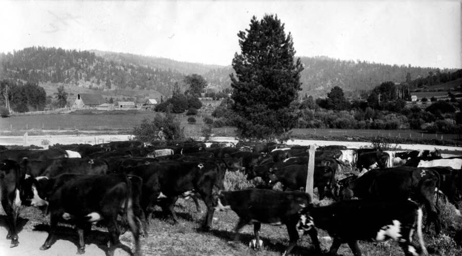 Cattle being driven through Bear Valley in Payette National Forest on the way to their summer range.