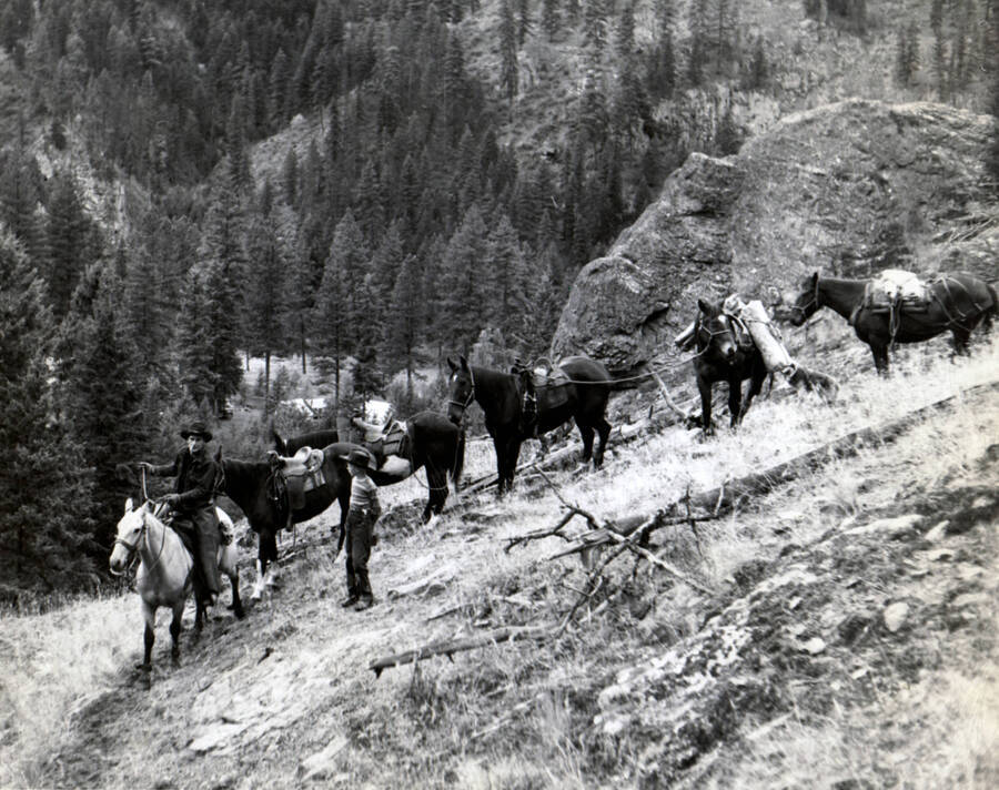 This image is part of the Twogood Family Collection whose members were packers and guides in the Selway River area.