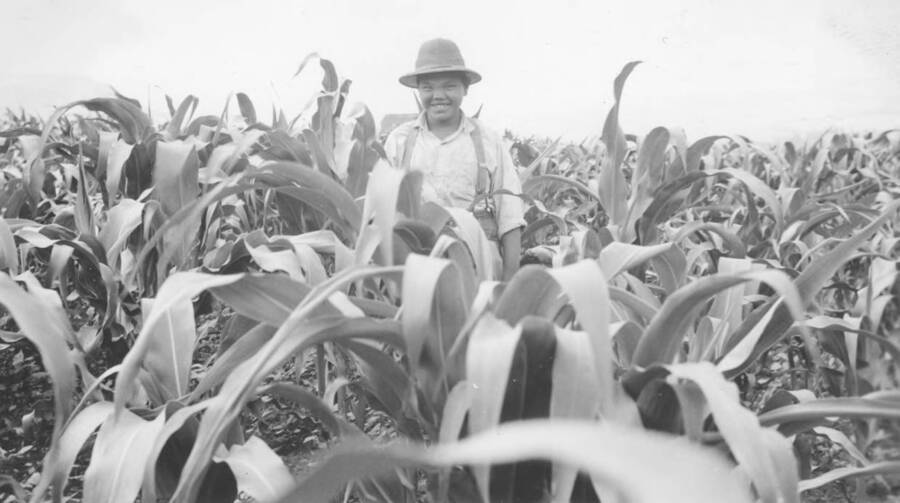 Photo caption: 'Timothy Wheeler and his 4H corn field' This image is part of a report regarding farm organizations among tribes in Northern Idaho and the CCC-Indian Division.
