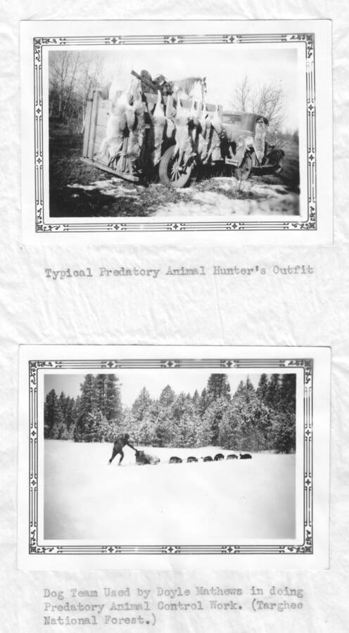 Photo text: 'Typical predatory animal hunter's outfit.' Bottom: 'Dog team used by Doyle Mathews in doing predatory animal control work. (Targhee National Forest.)' These images were part of a report by the United States Department of Agriculture Biological Survey on predation and pests.