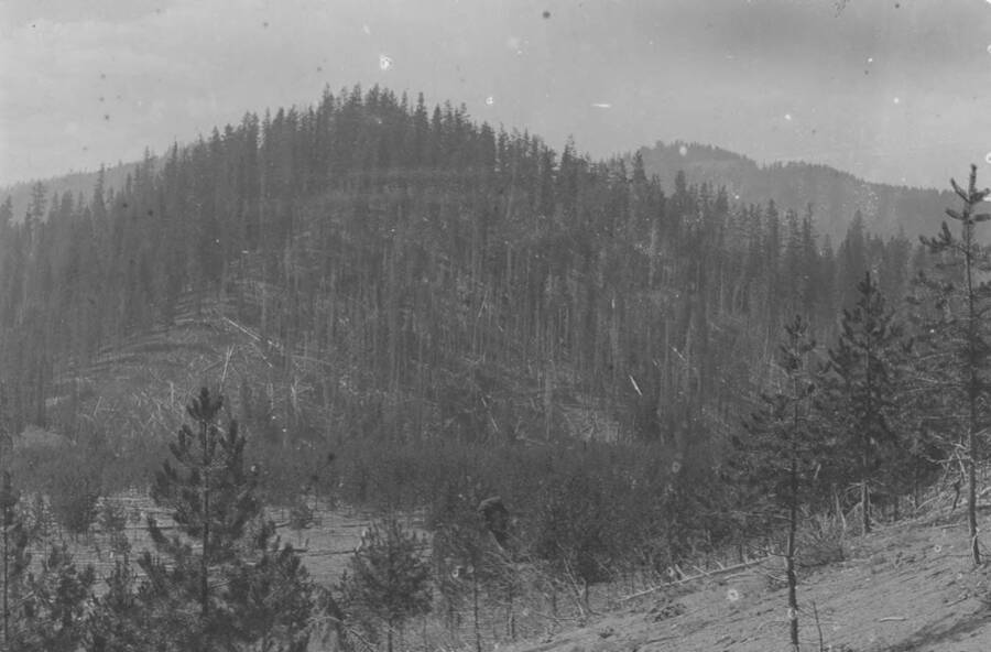 Photo text: 'A slope above Clear Creek that has been badly over-grazed by sheep. Grand cover is entirely destroyed and the soil is washing into the creek.' This is image is part of a report on the proposed Sawtooth Forest Reserve by Hugh P. Baker, 1904.