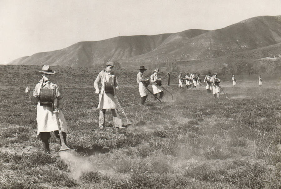 A line of men insecticide dust for Mormon Crickets using crank dusters in Ada County field.  Note: This image is part of a Work Progress Administration publicity series.