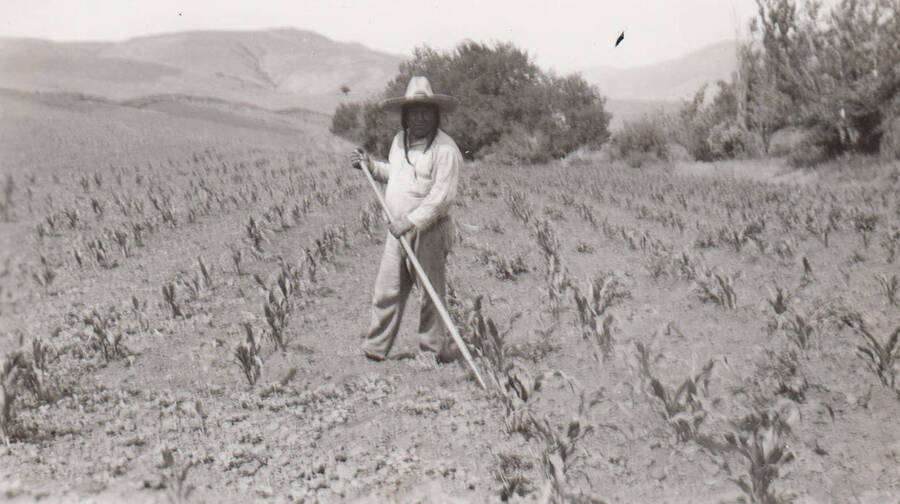 Photo caption: 'Here is Conley Seth out hoeing his corn patch.' This image is part of a report regarding farm organizations among tribes in Northern Idaho and the CCC-Indian Division.