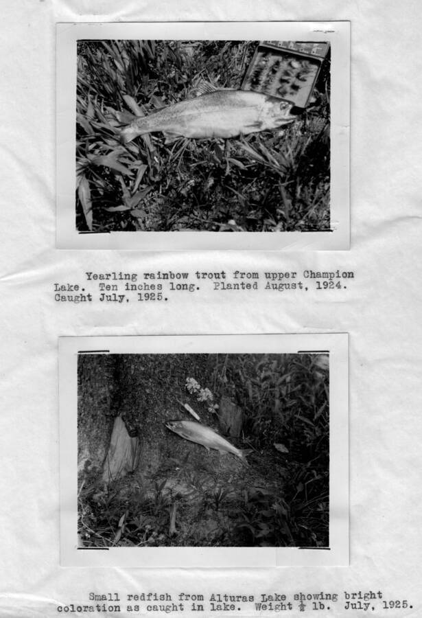 Photo text: Top 'Yearling rainbow trout from upper Champion Lake. Ten inches long. Planted august, 1924. Caught July, 1925.' Bottom Small Red Fish from Alturas Lake showing bright coloration as caught in lake. Weight 0.5 lb. July, 1925.' This image is part of a report by the United States Department of Agriculture Biological Survey and the Wildlife Management Division.