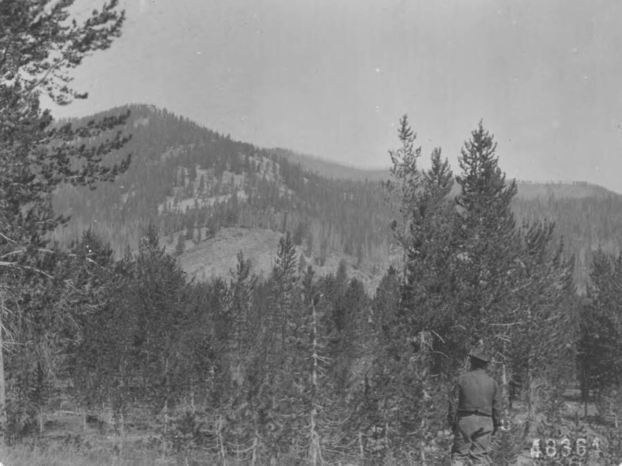 Photo text: 'View of divide to the south of Marsh Creek. Reproduction of pine and spruce very good in the region, which is not in the proposed reserve, as the region drains into the Salmon River.' This is image is part of a report on the proposed Sawtooth Forest Reserve by Hugh P. Baker, 1904.