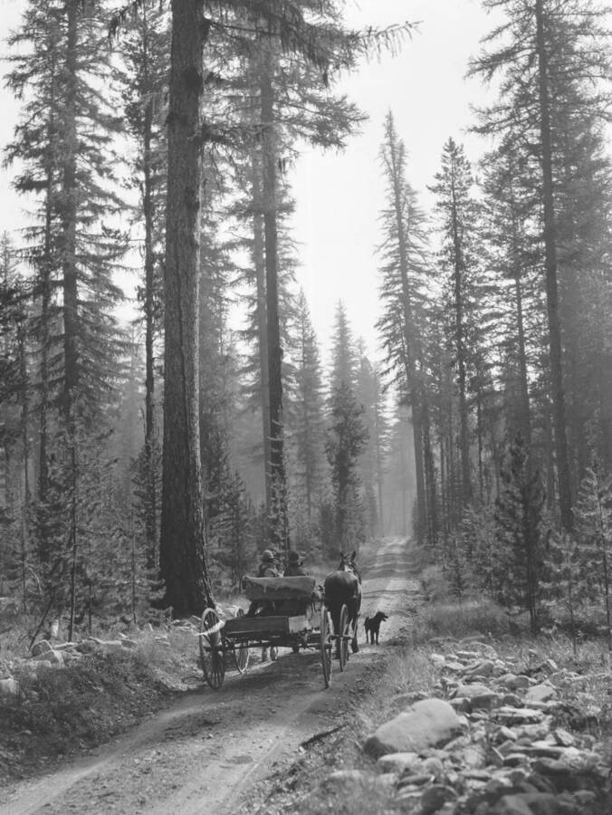 Two men drive a horse drawn wagon down a forest road. A Dog walks alongside the wagon.