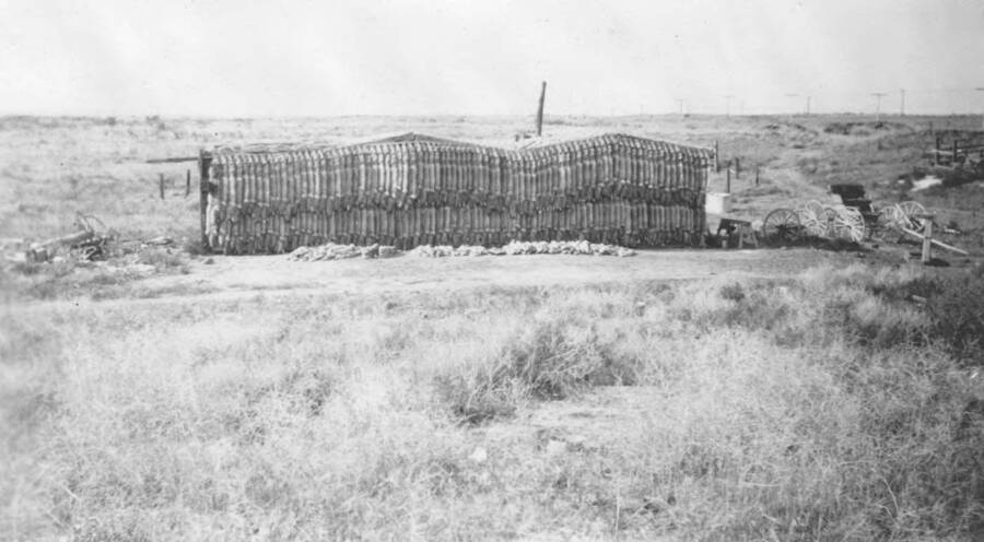 Photo text: ''In the good old days.' 204 coyotes taken by Walter Nelso in 1922. These coyotes were trapped within a radius of 25 miles of Minidoka in three month's time. Mr. Nelson covered five times as much area in 1935 to get 270 coyotes.' This image is part of a report by the United States Department of Agriculture Biological Survey on predation and pests.