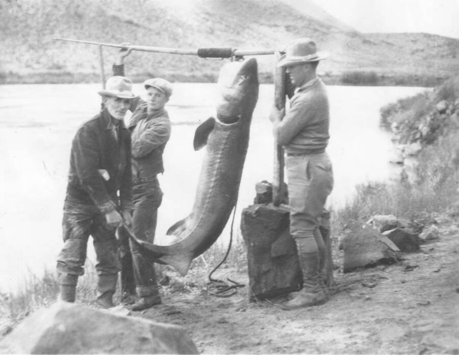 Photo text: '250 pounds of good Coyote scent in the raw. Snake River sturgeon caught near Hammett, Idaho. 'What a Man' C.T. Ledbetter, the world's best Sturgeon fisherman on the left.' This image is part of a report by the United States Department of Agriculture Biological Survey on predation and pests.