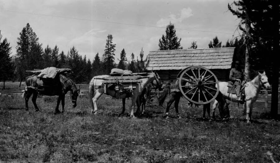 Horses and mules loaded with supplies including wagon wheel.