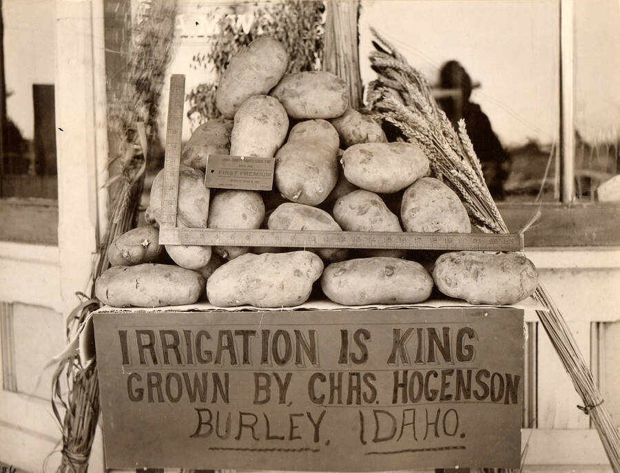Photo text: '50 potatoes grown on Chas. Hogenson ranch, bear Burley, Idaho. Fair average of his crop, weighing 87.5 lbs. and 4 measuring 38' in length.' Note: This image is part of records for Bureau of Reclamation projects.