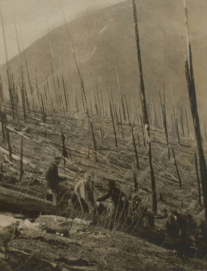 Photo text: 'Planting crews at work showing the difficulty of keeping the alignment in the down timber and how it was done by sighting on poles with red flags.' This image is part of a pictorial narrative by William W. Morris titled 'Experiences on a National Forest'.