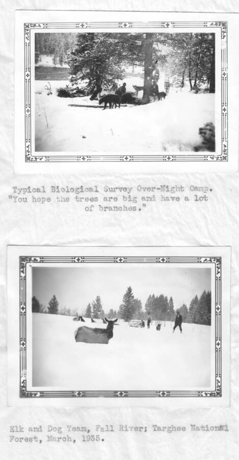 Photo text: 'Typical Biological survey over-night camp. 'You hope the trees are big and have a lot of branches.' Bottom: 'Elk and dog team, Fall River, Targhee National Forest, March, 1935.' These images were part of a report by the United States Department of Agriculture Biological Survey on predation and pests.