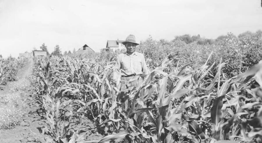 Photo caption: ' Grover Menthorn has a nice patch of corn in his garden. Located near Stites.' This image is part of a report regarding farm organizations among tribes in Northern Idaho and the CCC-Indian Division.