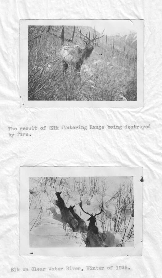 Photo text: 'The result of Elk Wintering Range being destroyed by fire.' These images are part of a report by the United States Department of Agriculture Biological Survey on predation and pests.