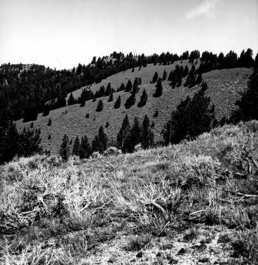 Photo text: 'Area looking north around head of Castle Fork to Cougar Look Out, along ridge route. June 22, 1964.'