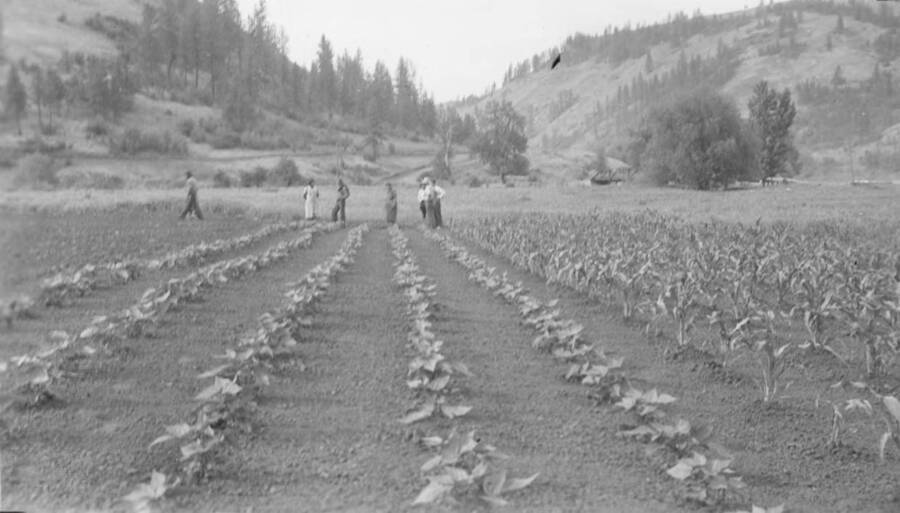 Photo caption: 'Dennie Williams of Stites, has a clean, Straight row garden. Part of the garden excursion group examines the patch.' This image is part of a report regarding farm organizations among tribes in Northern Idaho and the CCC-Indian Division.