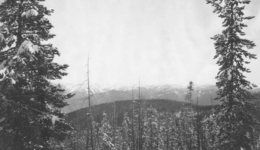 Photo text: 'Lodgepole in foreground.' This is image is part of a report on the proposed Payette Forest Reserve by R.E. Benedict, 1904.