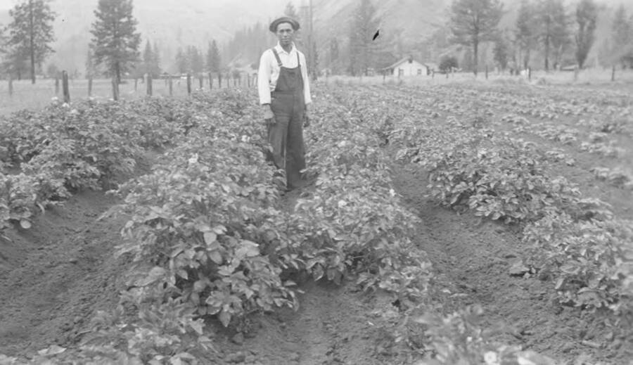 Photo caption: 'Willie Corbett, Kooskia, has a fine patch of early potatoes.' This image is part of a report regarding farm organizations among tribes in Northern Idaho and the CCC-Indian Division.