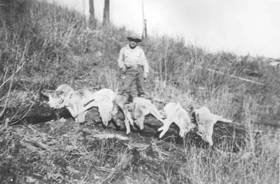 Photo text: 'Ralph Burcham, Cooperative Trapper on the Liz Butte, November, 1935.' This image is part of a report by the United States Department of Agriculture Biological Survey on predation and pests.