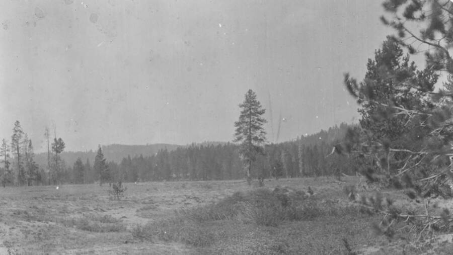 Photo text: 'Bear Valley bottoms along Elk Creek. The timber is lodgepole pine and red fir. Over 15,000 sheep were run in this valley this season. The altitude of the valley is 7,000 feet, too high for agricultural work.' This is image is part of a report on the proposed Sawtooth Forest Reserve by Hugh P. Baker, 1904.