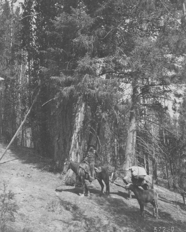 Photo text: 'Transitional type in Chamberlain Basin. Lodgepole, red fir, and bull pine.' This is image is part of a report on the proposed Payette Forest Reserve by R.E. Benedict, 1904.
