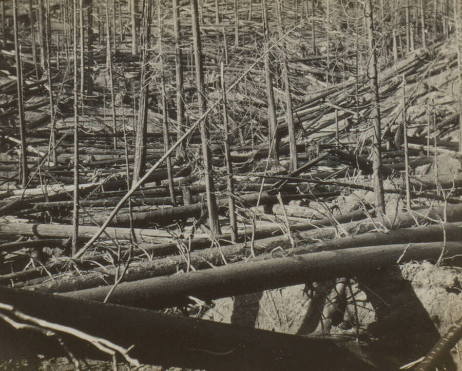 Photo text: 'On an area where the fire had created such havoc as this planting was out of the questions (Scene on Big Creek of the St. Joe,. Near Beauchamp's claim.)' This image is part of a pictorial narrative by William W. Morris titled 'Experiences on a National Forest'.