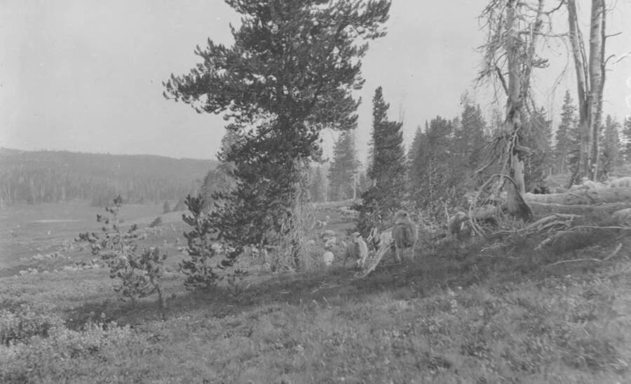 Photo text: 'Band of 3,800 sheep feeding in edge of timber. Sheep have just returned from water and feed in the timber during warmer portion of the day. Timbered hills in the background.' This is image is part of a report on the proposed Sawtooth Forest Reserve by Hugh P. Baker, 1904.